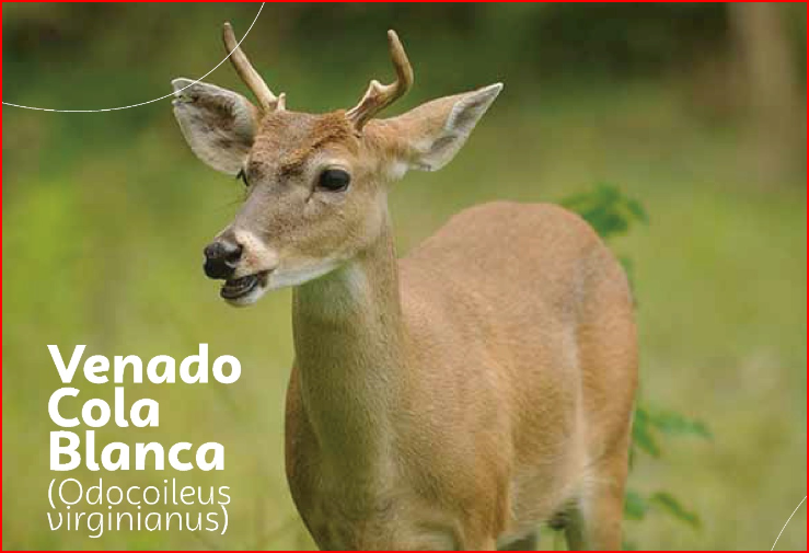 Venado, vía en extinción