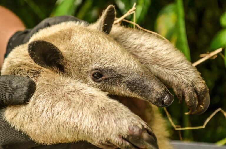 ANIMALES SULVESTRES 2