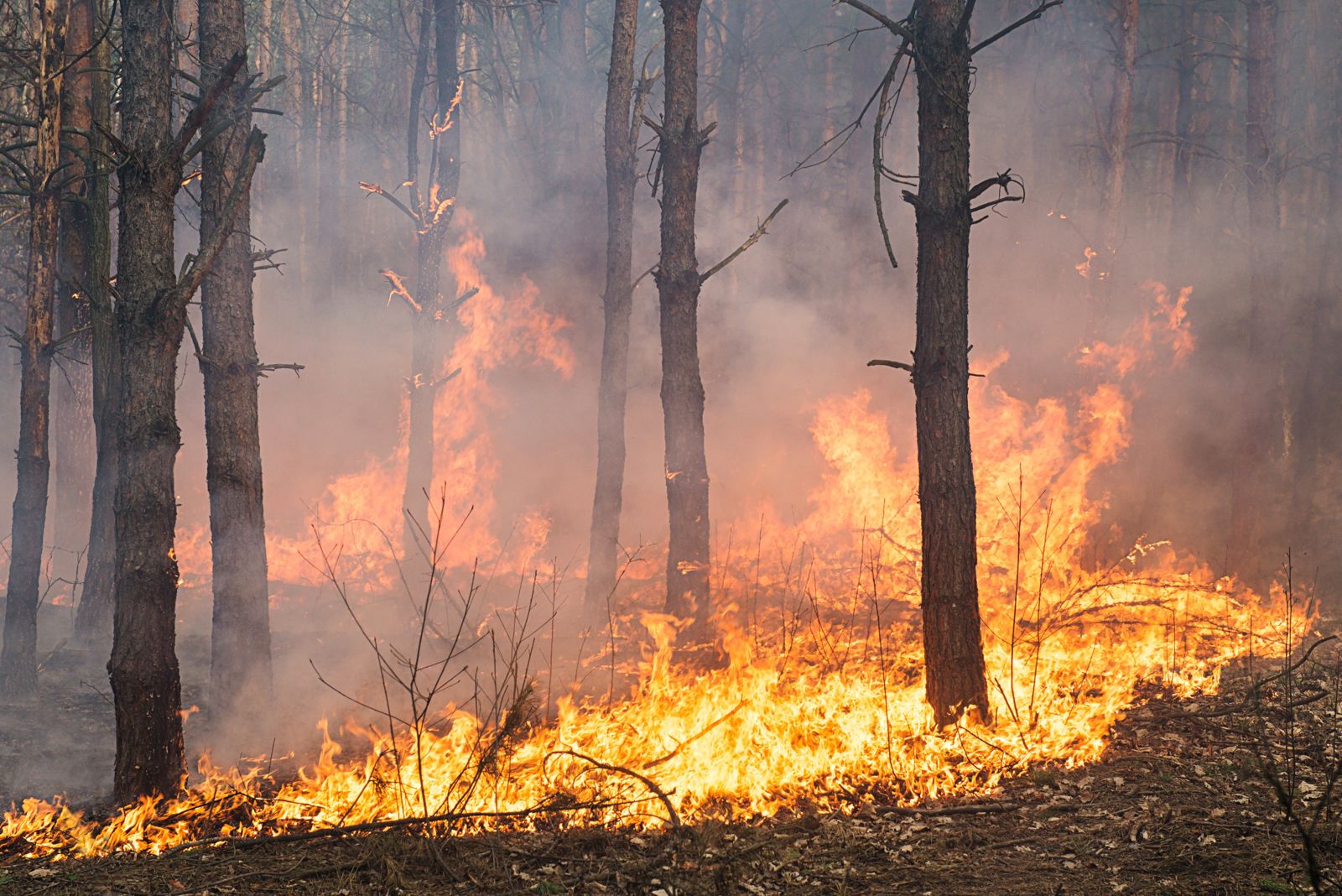 Incendio forestal Meta