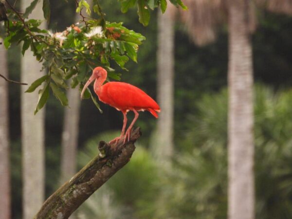 Casanare, una potencia en aviturismo Continúa su ascenso durante el Global Big Day (8)
