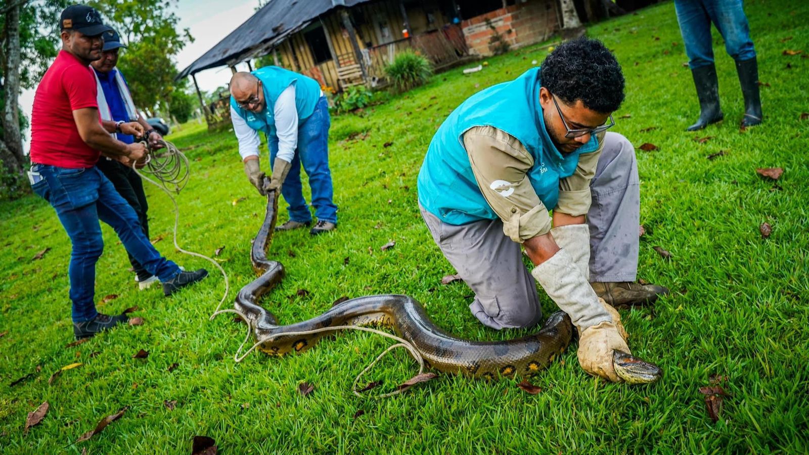 Fauna silvestre Cormacarena