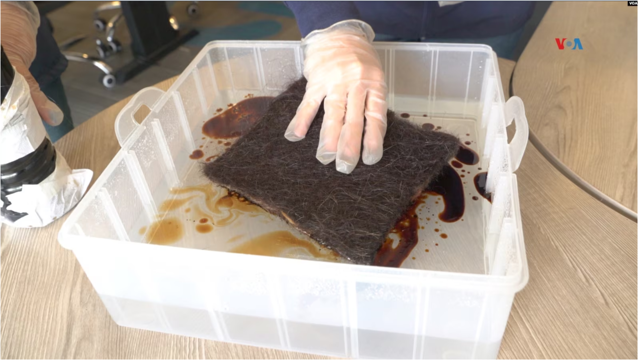 Una prueba de absorción de Oleopelo a través de un cuadro de pelo compactado que fue puesto a prueba con aceite de motor. FOTO: Johan Reyes, VOA.