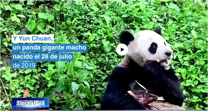 CYun Chuan y Xin Bao son los primeros pandas que han ingresado a EEUU en 21 años. A partir de ahora, vivirán en el Zoológico de San Diego por los próximos 10 años.