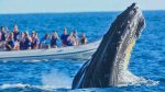 Avistamiento de ballenas en Nuqui