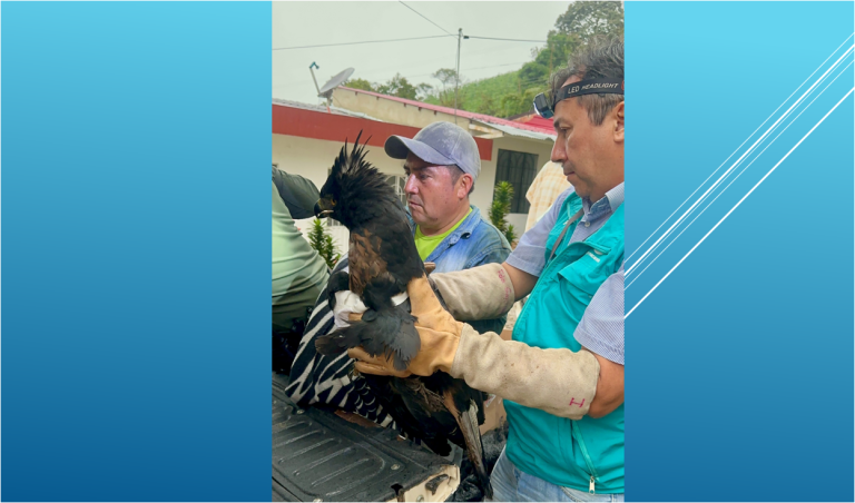 Aguila rescatada en El Calvario