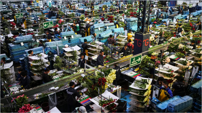 Trabajadores empacan flores destinadas principalmente a la exportación hacia el mercado de EEUU en una granja de flores en Chia, en las afueras de Bogotá, Colombia, el lunes 27 de enero de 2025.