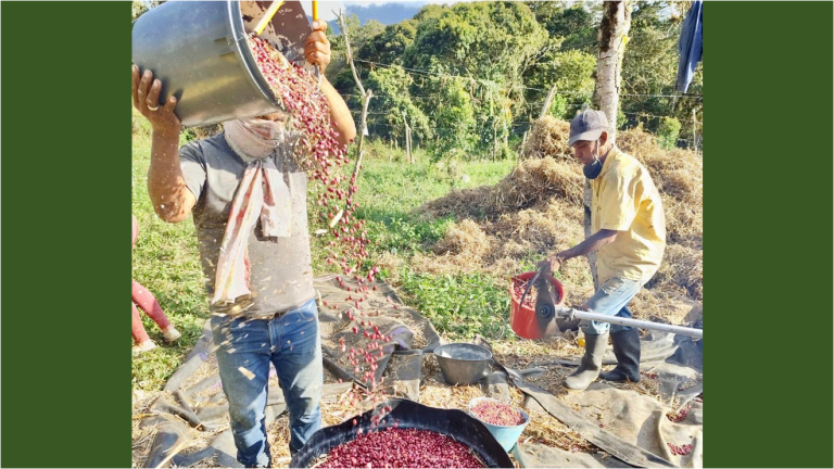 Cosechas de frijol en Pachavita, Chinavita y Macanal, muestra del éxito de Boyacá Siembra