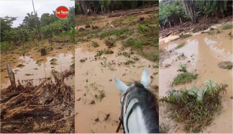 Vereda San José. Hato Corozal