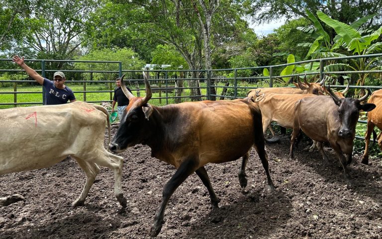 Granja El Bubuy2