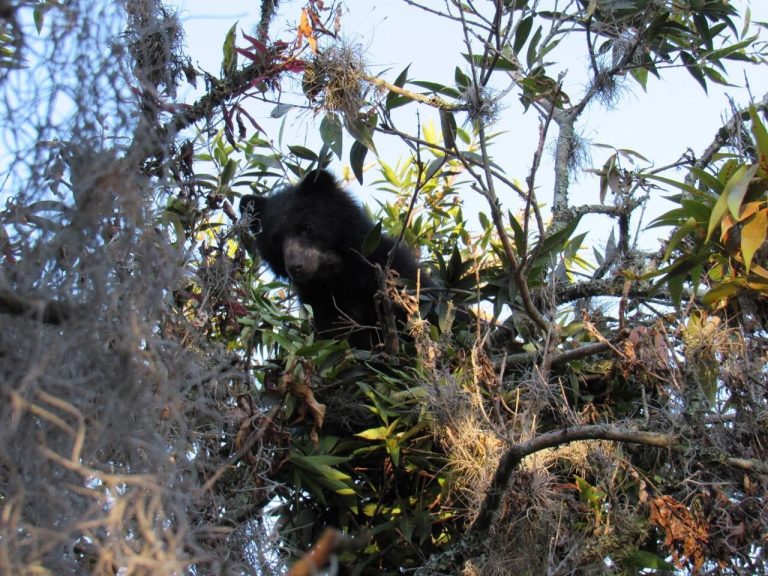 Oso en riesgo en Boyacá