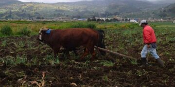 Reactivan convocatoria del fondo FINCA para impulsar el campo en Boyacá