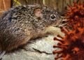 Minsalud confirma: No hay alerta por hantavirus en Colombia tras reporte internacional