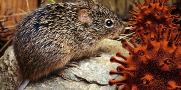 Minsalud confirma: No hay alerta por hantavirus en Colombia tras reporte internacional