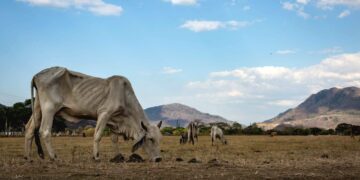 ¿Por qué sigue lloviendo si dicen que ya llegó ‘El Niño’ a Casanare?