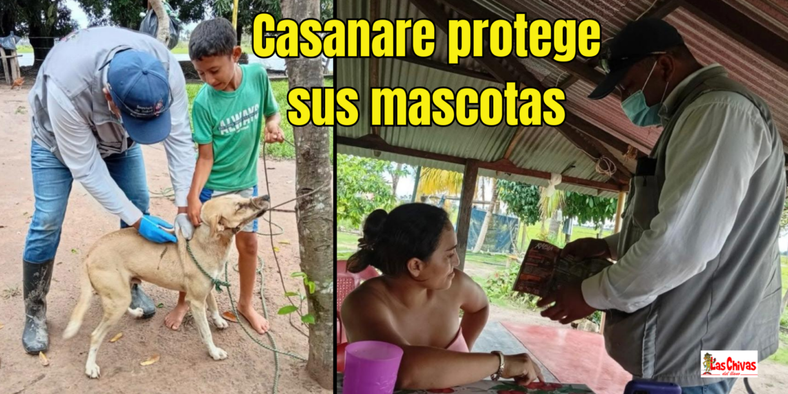 Casanare le hace frente a la rabia: más de 86 mil mascotas vacunadas en el departamento