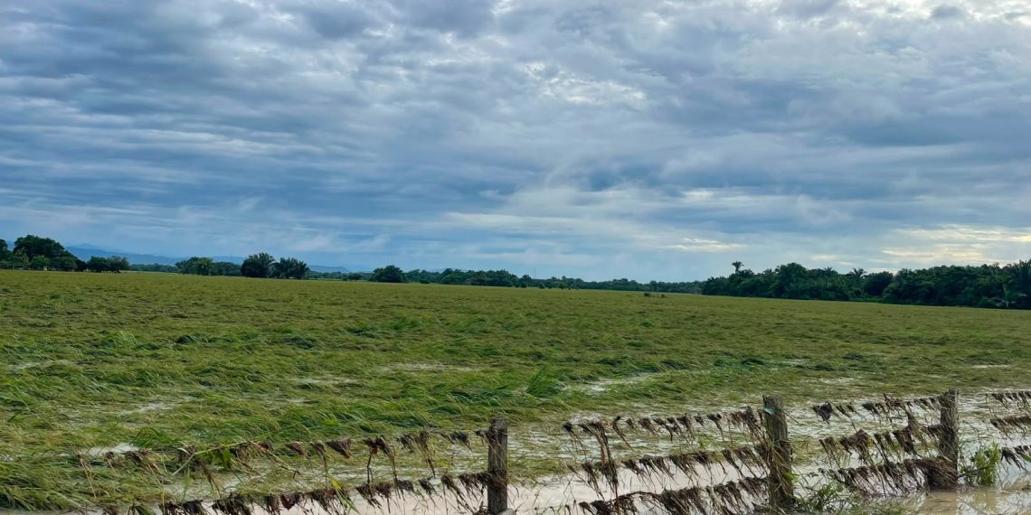 Emergencia en los Llanos: Inundaciones dejan en riesgo 13 mil hectáreas de arroz en Casanare y Arauca