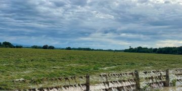 Emergencia en los Llanos: Inundaciones dejan en riesgo 13 mil hectáreas de arroz en Casanare y Arauca