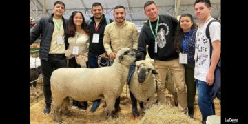 Convocatoria abierta para el Consejo Directivo de la Cadena Ovino-Caprina de Boyacá: Así pueden participar las organizaciones