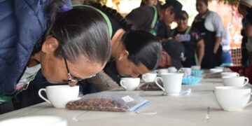Boyacá: Café de Páez y Miraflores busca calidad de especialidad