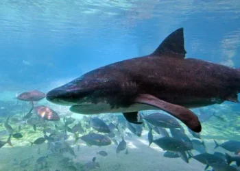 Tragedia en Australia: Un hombre muere tras ser atacado por un tiburón en una playa de Perth