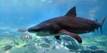 Tragedia en Australia: Un hombre muere tras ser atacado por un tiburón en una playa de Perth