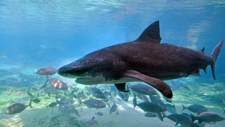 Tragedia en Australia: Un hombre muere tras ser atacado por un tiburón en una playa de Perth