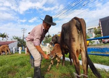 Feria ganadera de Yopal reunió a productores y presentó proyecto para beneficiar a 1.200 familias