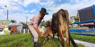 Feria ganadera de Yopal reunió a productores y presentó proyecto para beneficiar a 1.200 familias