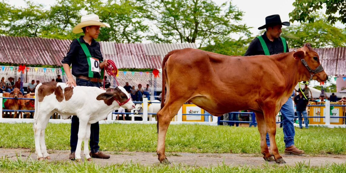 Yopal le apuesta al campo: entregan programa gratuito de reproducción y mejora genética para ganaderos