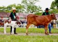 Yopal le apuesta al campo: entregan programa gratuito de reproducción y mejora genética para ganaderos