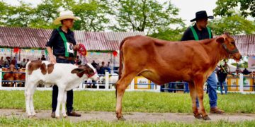 Yopal le apuesta al campo: entregan programa gratuito de reproducción y mejora genética para ganaderos
